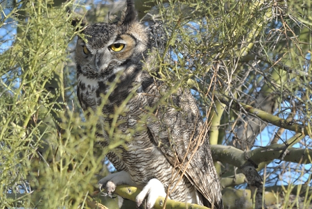 February 8, 2013<br>The male owl stays near the female while she sits on the eggs.  He tends to hide behind a lot of branches, so it's very hard to get a clean shot of him.  This was taken with the V1, 300F4 and 1.4x teleconverter and is uncropped.<br>